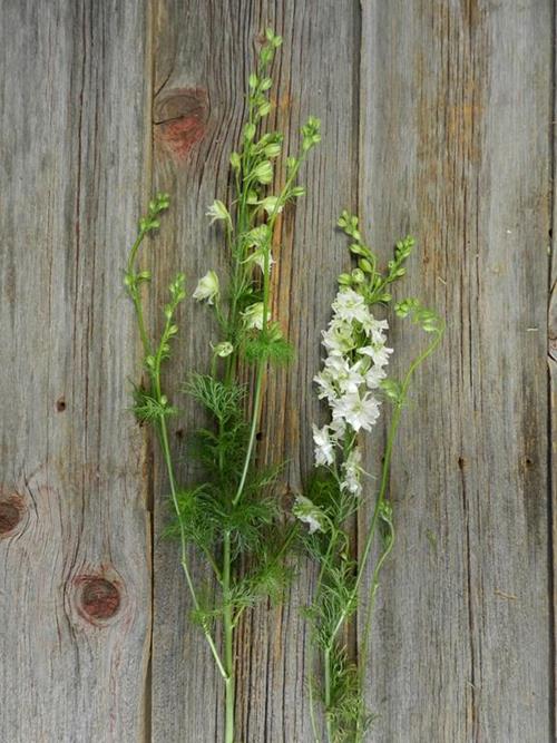  WHITE LARKSPUR